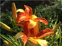 dc75f678-20160701 RI hemerocallis.jpg